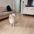 Geçici yuvasında ki süresi doldu uzun ömürlü aileye ihtiyacı var. fotoğraf