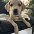 3-4 AYLIK LABRADOR YAVRUSU fotoğraf