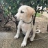 3-4 AYLIK LABRADOR YAVRUSU fotoğraf