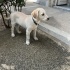 3-4 AYLIK LABRADOR YAVRUSU fotoğraf