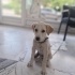 3-4 AYLIK LABRADOR YAVRUSU fotoğraf
