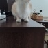 Sokağa terkedilmiş sürekli evlere girmeye çalışıyor fotoğraf