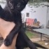 2 aylık siyah kedi fotoğraf
