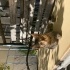 Eve girmeyi çok istiyor, 2. Kedi de olabilir fotoğraf