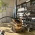Eve girmeyi çok istiyor, 2. Kedi de olabilir fotoğraf