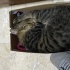 Eve girmeyi çok istiyor, 2. Kedi de olabilir fotoğraf