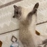 Haru oğlumuz yuva arıyor fotoğraf