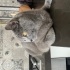 British Shorthair – Gebelik Nedeniyle Sevgi Dolu Yuva Aranıyor fotoğraf