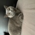 British Shorthair – Gebelik Nedeniyle Sevgi Dolu Yuva Aranıyor fotoğraf