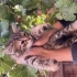 Tatlı sevecen uysal bir kedi fotoğraf