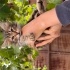 Tatlı sevecen uysal bir kedi fotoğraf
