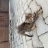 Tatlı sevecen uysal bir kedi fotoğraf