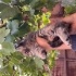 Tatlı sevecen uysal bir kedi fotoğraf