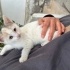 Tatlı sevecen bir kedi fotoğraf