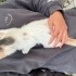 Tatlı sevecen bir kedi fotoğraf
