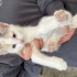 Tatlı sevecen bir kedi fotoğraf