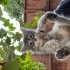 Tatlı tüylü bir kedi fotoğraf