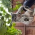 Tatlı tüylü bir kedi fotoğraf