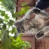 Tatlı tüylü bir kedi fotoğraf
