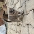 Tatlı tüylü bir kedi fotoğraf