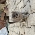 Tatlı tüylü bir kedi fotoğraf