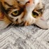 DELİ KIZ MİHRİBAN YUVA ARIYOR fotoğraf