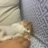 Çok tatlı bir oyuncu uyumlu bir kedi fotoğraf