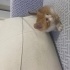 Çok tatlı bir oyuncu uyumlu bir kedi fotoğraf