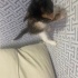 Oyuncu sessiz salin bir kedidir fotoğraf