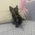 Oyuncu sessiz sakin bir kedi fotoğraf