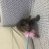Oyuncu sessiz sakin bir kedi fotoğraf