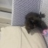 Oyuncu sessiz sakin bir kedi fotoğraf