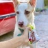 6 aylık Podenco Canario kız, eve almıyor ilgilenmiyorlar, isteyene vereceklemiş fotoğraf