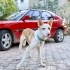 6 aylık Podenco Canario kız, eve almıyor ilgilenmiyorlar, isteyene vereceklemiş fotoğraf