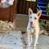 6 aylık Podenco Canario kız, eve almıyor ilgilenmiyorlar, isteyene vereceklemiş fotoğraf