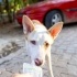 6 aylık Podenco Canario kız, eve almıyor ilgilenmiyorlar, isteyene vereceklemiş fotoğraf