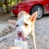 6 aylık Podenco Canario kız, eve almıyor ilgilenmiyorlar, isteyene vereceklemiş fotoğraf