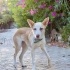 6 aylık Podenco Canario kız, eve almıyor ilgilenmiyorlar, isteyene vereceklemiş fotoğraf