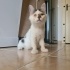 ✨✨ Minik Leo'ya ACİL ACİL Yuva Arıyoruz ✨✨ fotoğraf