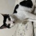 Çok acil yuva arıyoruz bu güzel bebeğe fotoğraf