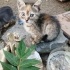 ÇOK MİNİĞİM KIŞ GELİYOR fotoğraf