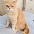 BRİTİSH SHORTHAİR TÜM EŞYALARIYLA ÜCRETSİZ SAHİPLENDİRİLECEK fotoğraf