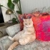 BRİTİSH SHORTHAİR TÜM EŞYALARIYLA ÜCRETSİZ SAHİPLENDİRİLECEK fotoğraf