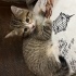 Minik yavrularımıza yuva arıyoruz fotoğraf