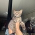 Simba ve Şila yuva arıyor fotoğraf