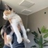 Simba ve Şila yuva arıyor fotoğraf