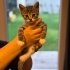 Mincirmalik,tatlı bebek kedi