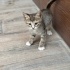 Mincirmalik,tatlı bebek kedi fotoğraf