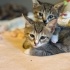 Mincirmalik,tatlı bebek kedi fotoğraf
