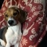 1 yaşında Dişi Beagle fotoğraf